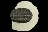 Bargain, Morocops Trilobite - Visible Eye Facets #120092-1